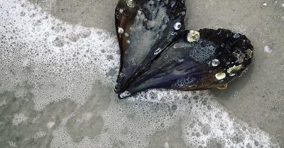 Heart shaped shell found on St Pete's Beach