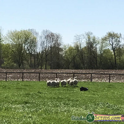 Sheep herding - Lamb & Wool Festival - Klein Creek Farm