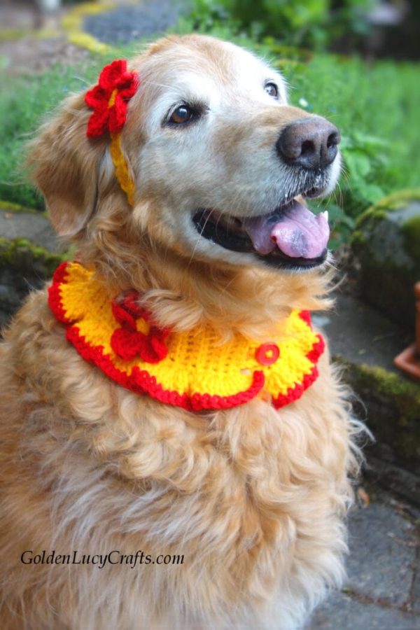 Crochet Dog Collar and Headband from Golden Lucy Crafts