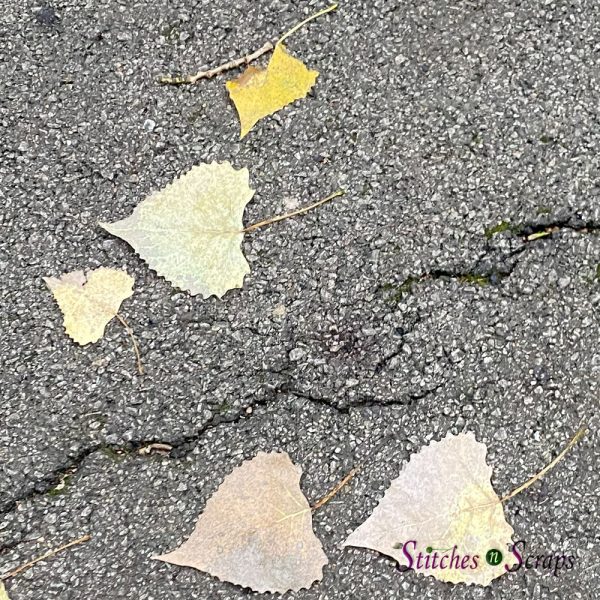 Eastern Cottonwood Leaves on the ground in varying shades from pale green to bright yellow to light brown